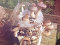 Shiitake Substrate